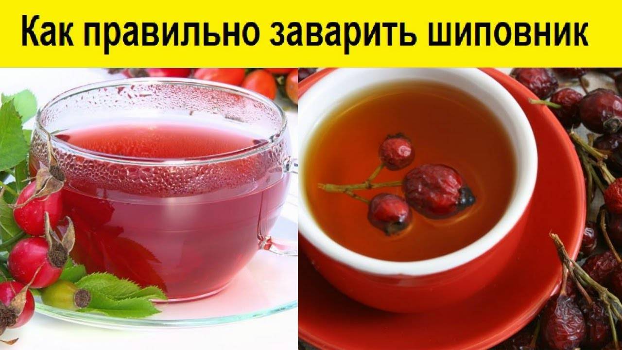 Как заваривать шиповник правильно: все способы