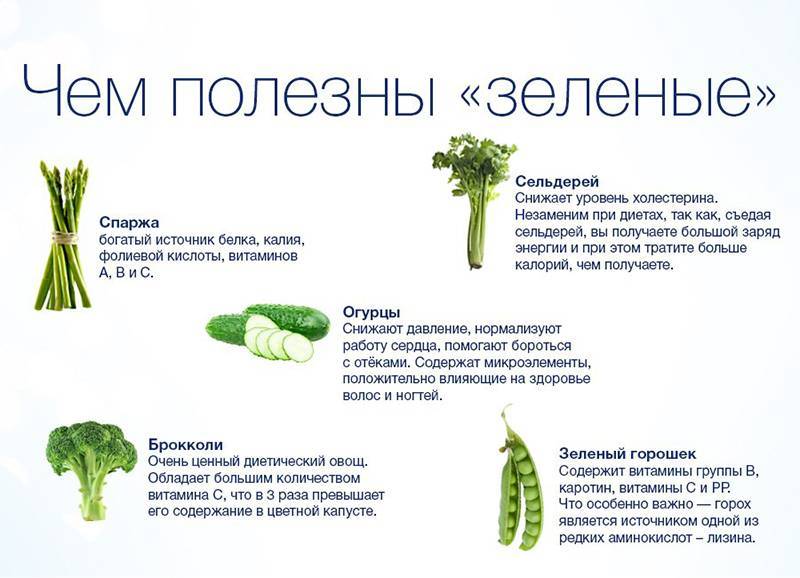 Чем полезна спаржа для организма, как её приготовить, виды спаржи