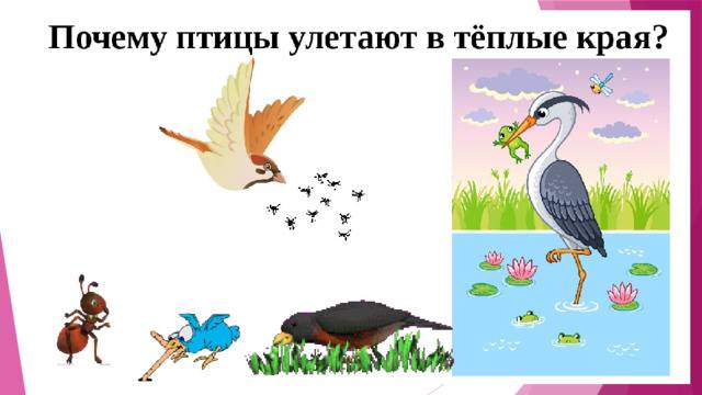 Почему осенью птицы улетают на юг? - глазастик