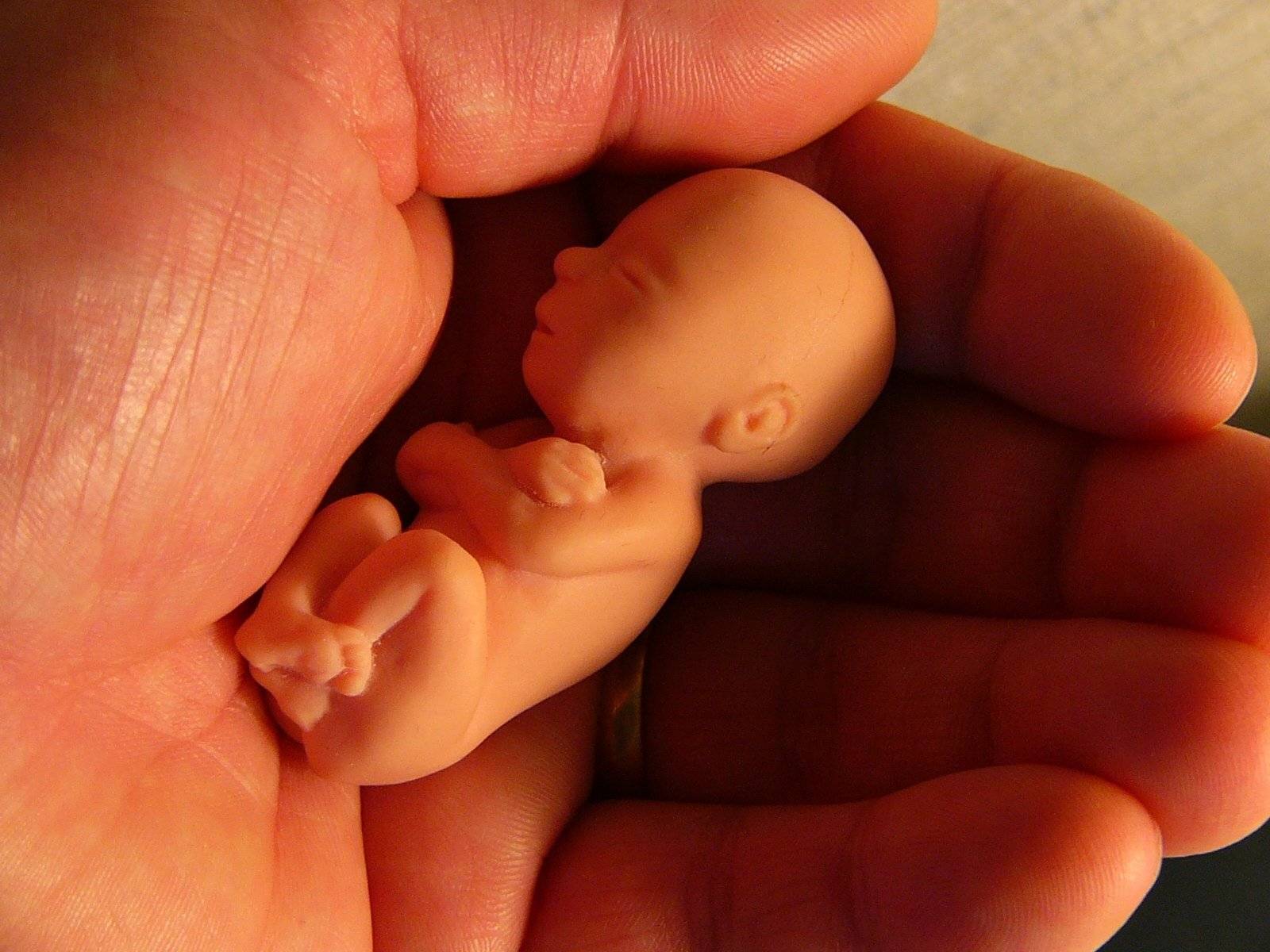 12 недель беременности [сколько это месяцев] – что происходит с малышом и мамой, как выглядит живот
