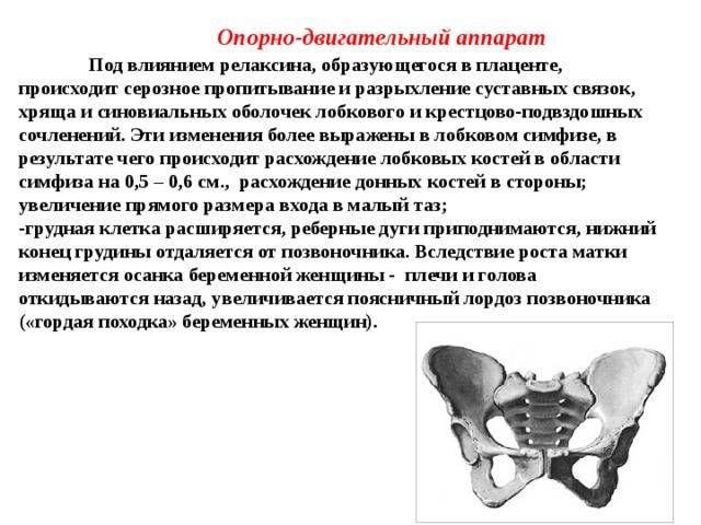 Болит лобковая тазовая кости при беременности между ног при ходьбе