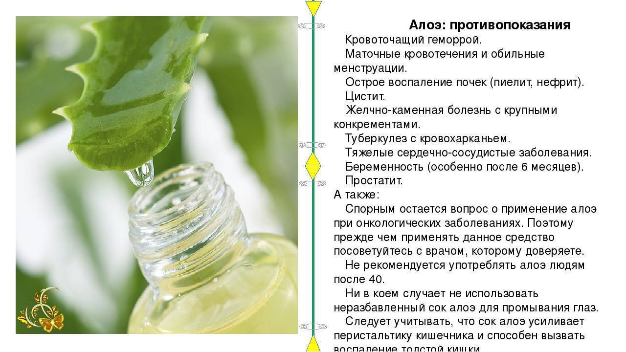 Алоэ при беременности - можно ли капать в нос от насморка на ранних сроках