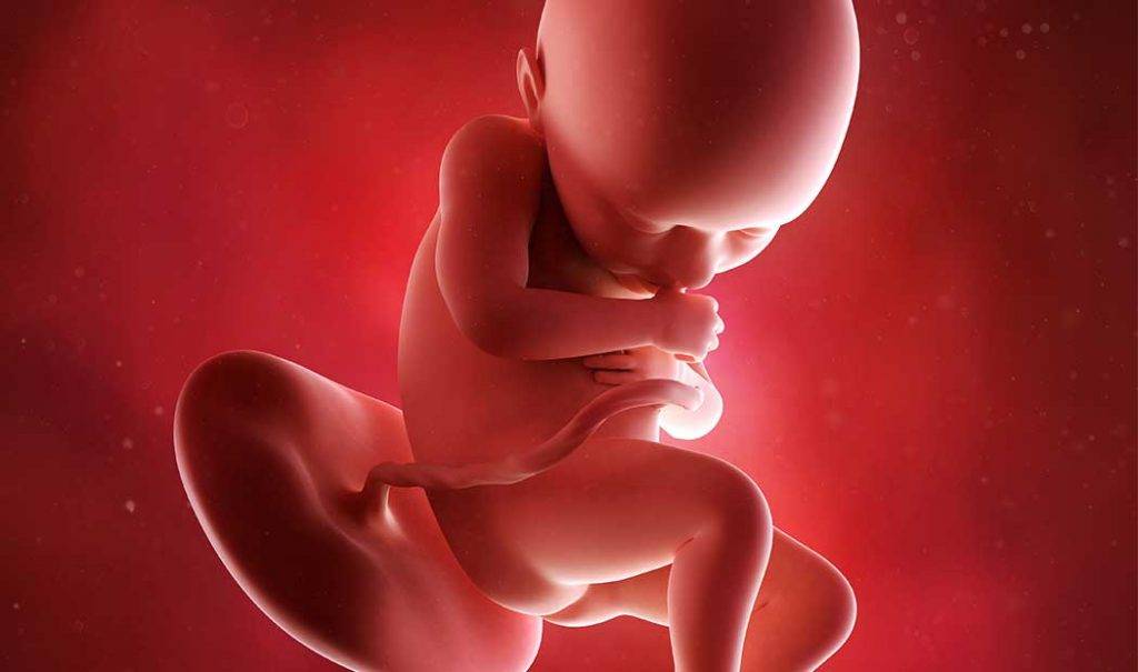 Беременность 36 недель – развитие плода и ощущения женщины