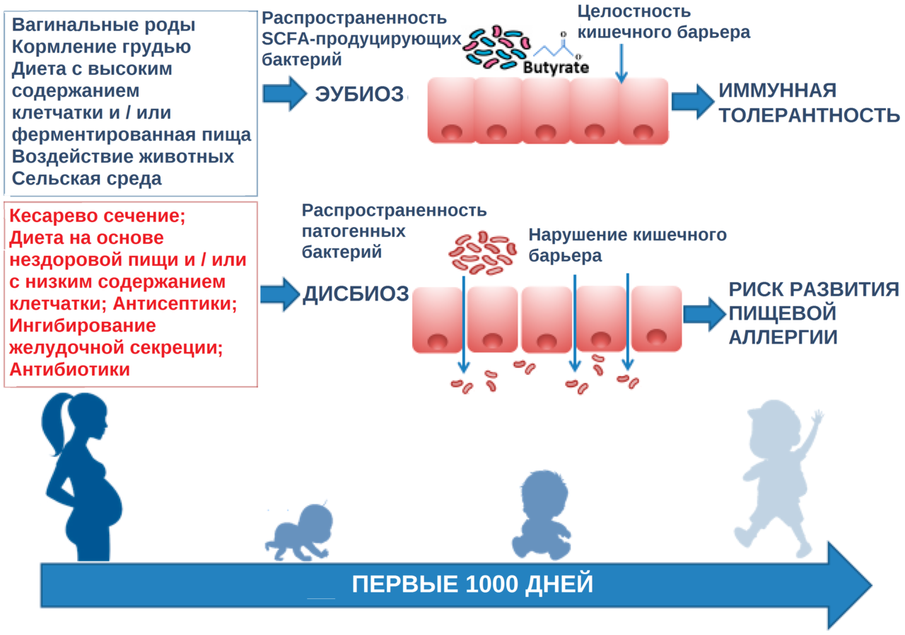 Может ли развиться аллергия. Микробиом новорожденного. Микробиота ребенка. Аллергия и кишечник взаимосвязь. Профилактика пищевой аллергии.