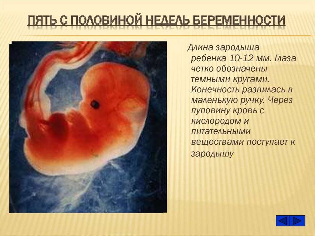 Ощущения на 5 неделе беременности, развитие плода, изменения в организме матери