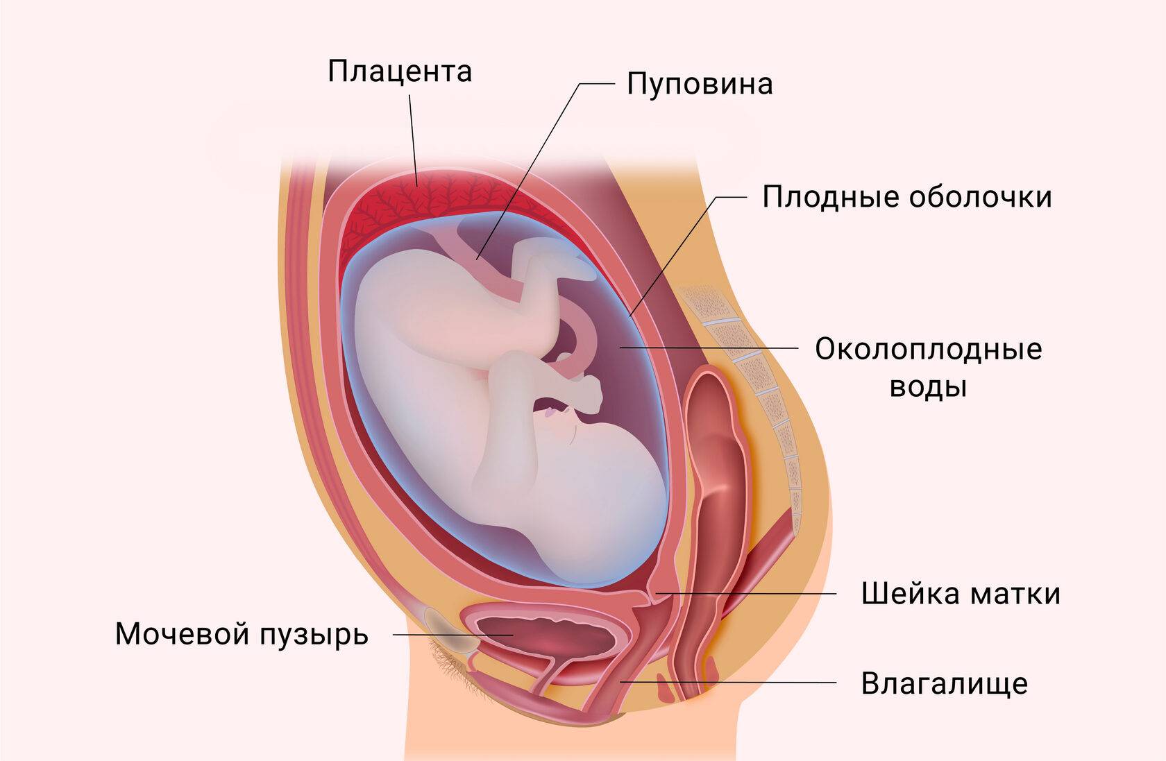 Околоплодные воды 5. Околоплодные воды это у беременных. Плодные оболочки плаценты. Околоплодная жидкость.