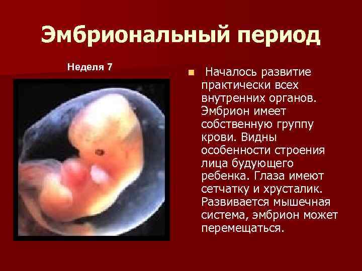 Эмбрион на какой неделе. Плод на 6-7 неделе беременности. Размер эмбриона на 6-7 неделе беременности. 7 Недель 6 дней беременности акушерская неделя. Зародыш человека 7-8 недель.