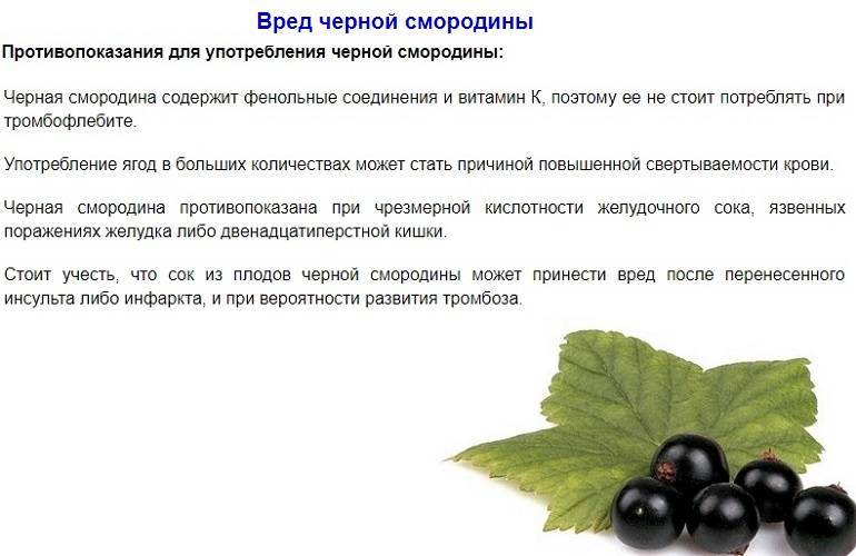 Черная смородина - полезные свойства, противопоказания, состав