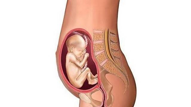 20 неделя беременности: что происходит в организме женщины и с плодом, исследования и осложнения на этом сроке, рекомендации и отзывы