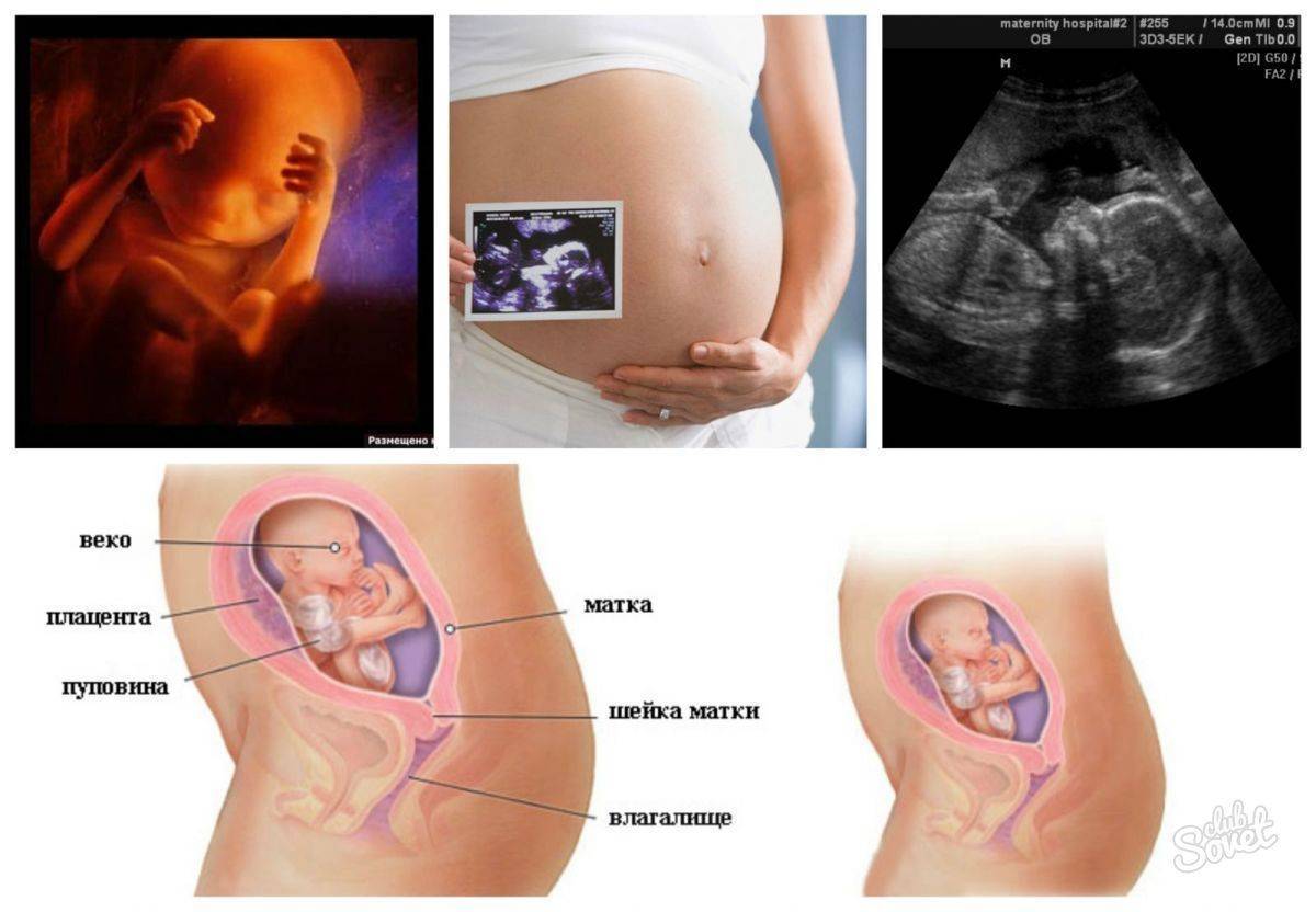 20 неделя беременности: что происходит с мамой и развитие плода (рост, вес, размер)