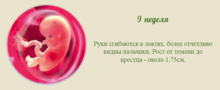 9 неделя беременности: что происходит с малышом и мамой, развитие плода ощущения