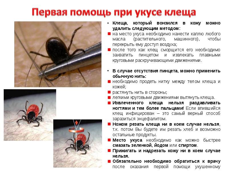 Ребенка укусил клещ - что делать и куда обращаться