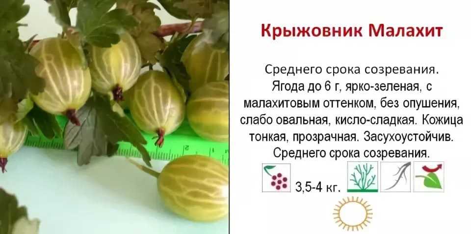Можно ли есть красный крыжовник при беременности. полезные свойства крыжовника при беременности