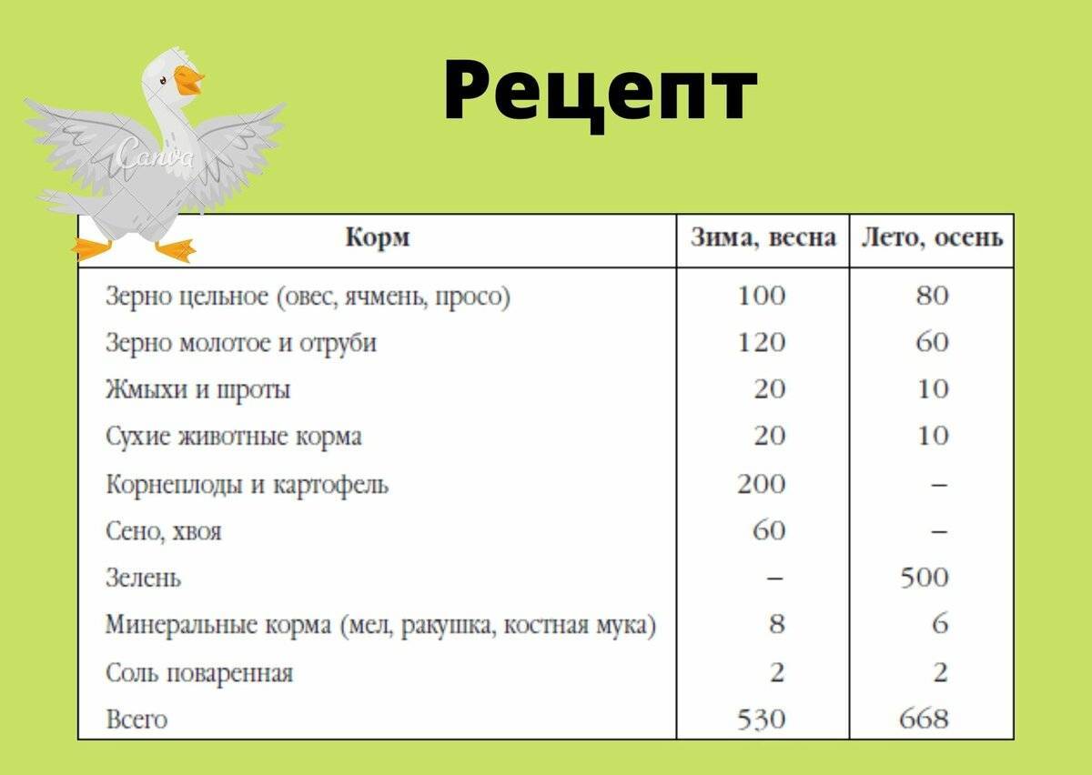 Как вводить мясо в прикорм ребенка: 4 главных правила, 7 видов мяса, советы педиатра