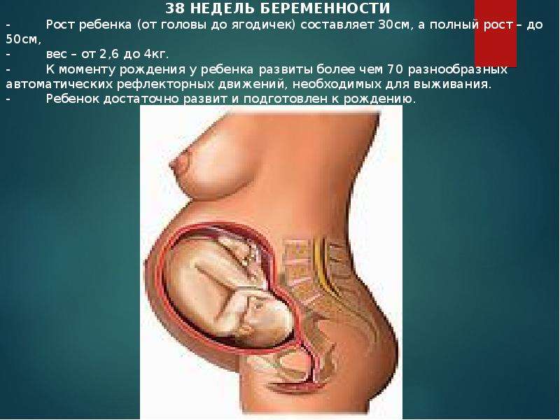 Тридцать восьмая неделя беременности
