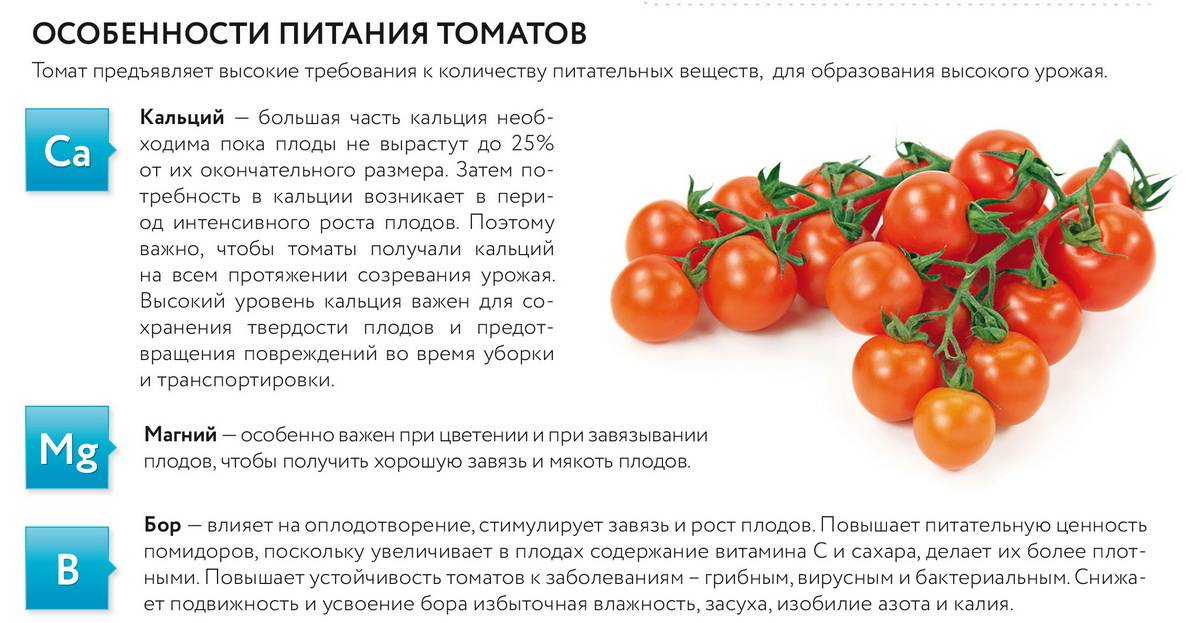 Можно ли помидоры кормящим мамочкам
