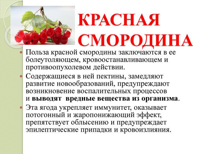 Красная смородина - полезные и опасные свойства красной смородины
