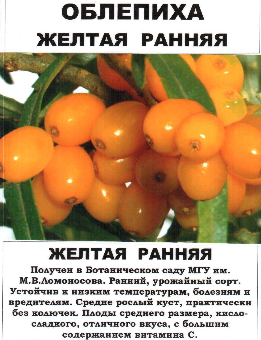 Желтая Облепиха Фото