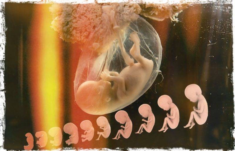 12 неделя беременности — какие ощущения она несет будущей маме, и почему так важно пройти узи