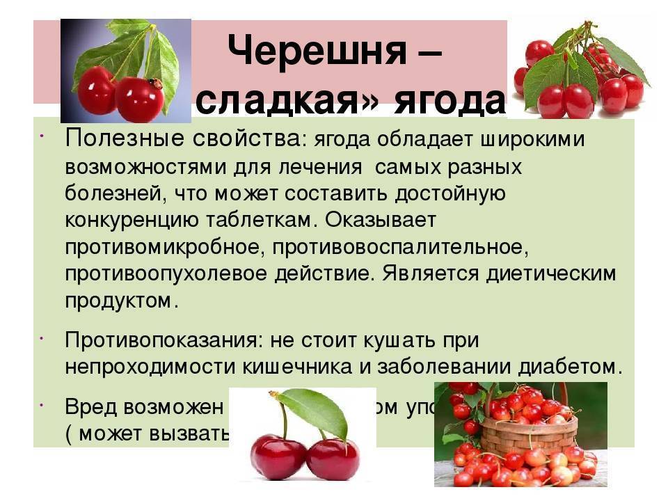 Черешня при беременности: польза и вред на ранних сроках, противопоказания, отзывы