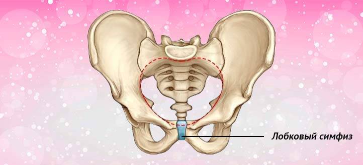 Симфизит врач. Лобковые кости при беременности. Кости таза при беременности.