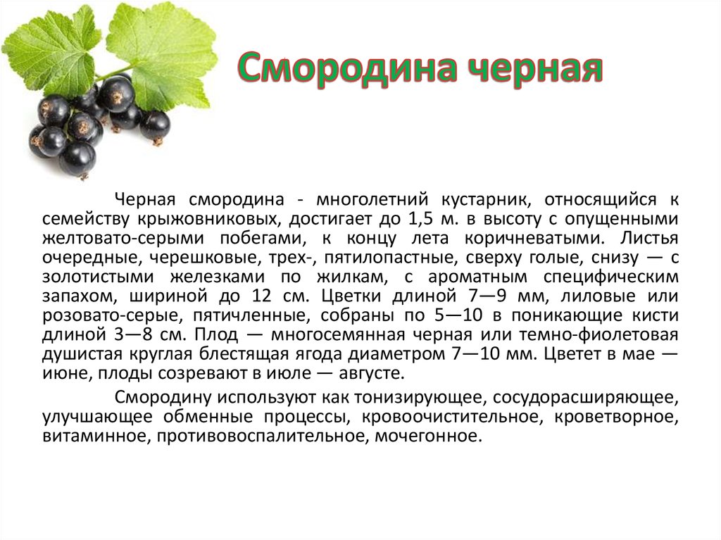 Чем полезна красная смородина для детей