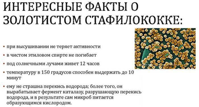 Каким антибиотиком лечить золотистый стафилококк у грудничка