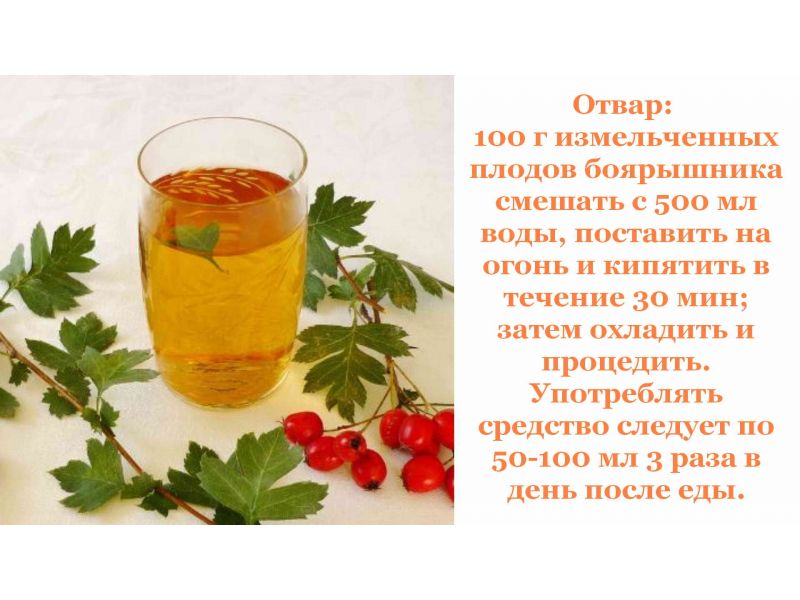 Плоды боярышника: полезные свойства и противопоказания, способы приготовления на зиму