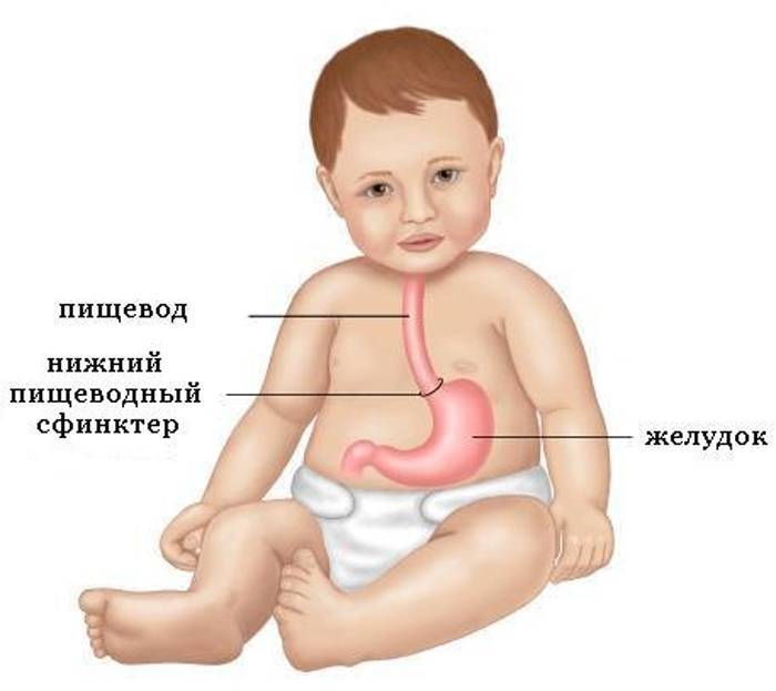 Транзиторные желудочно-кишечные расстройства у новорожденных: срыгивания, рвота, метеоризм, дисбиоз кишечника, алиментарные диспепсии
