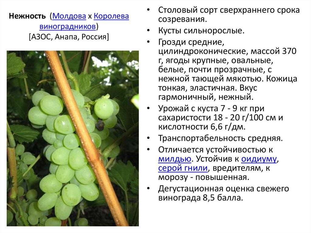 Виноград ребенку: можно ли давать, и с какого возраста?