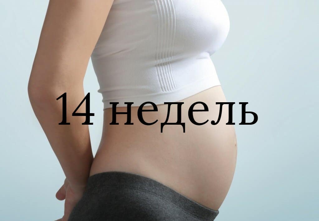 14 неделя беременности