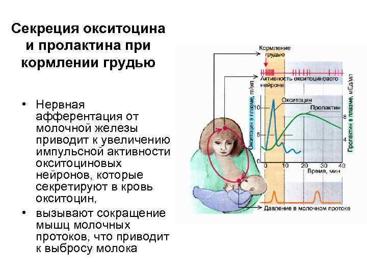 Пролактин при грудном вскармливании | уроки для мам