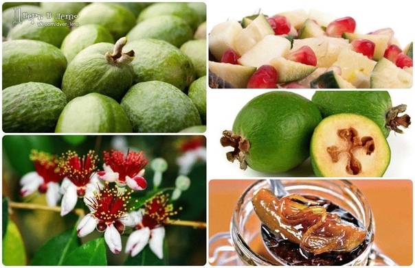 Можно ли есть фейхоа кормящим. какие продукты нельзя при грудном вскармливании. когда можно после родов