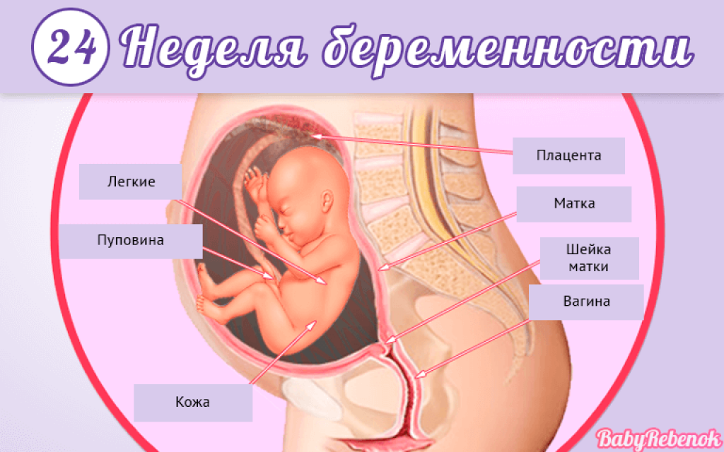25 неделя беременности — происходящие в теле мамы изменения, этапы развития ребенка и вероятные осложнения