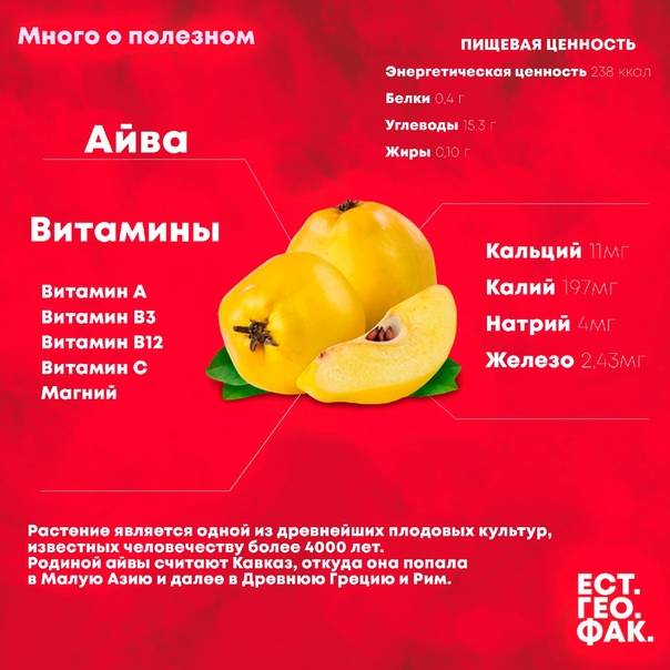 Айва при беременности — польза, противопоказания и риски употребления