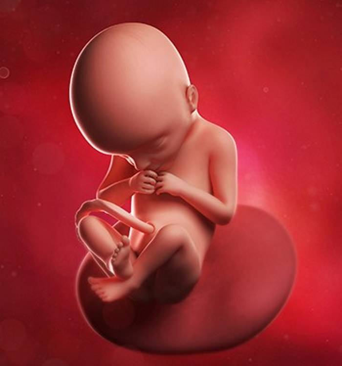 22 неделя беременности: что происходит с малышом и мамой | развитие плода, шевеления, ощущения женщины
