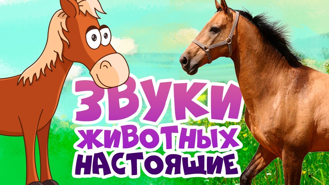 Домашние животные для детей 60 минут звуки животных как говорят животные - filmy tantrik