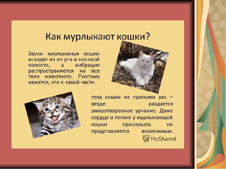 Почему и как кошки мурлыкают: разбираемся в привычном для кошек «деле» | звери дома