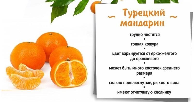 Можно ли детям мандарины, с какого возраста