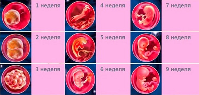 2 неделя беременности — беременность. беременность по неделям.