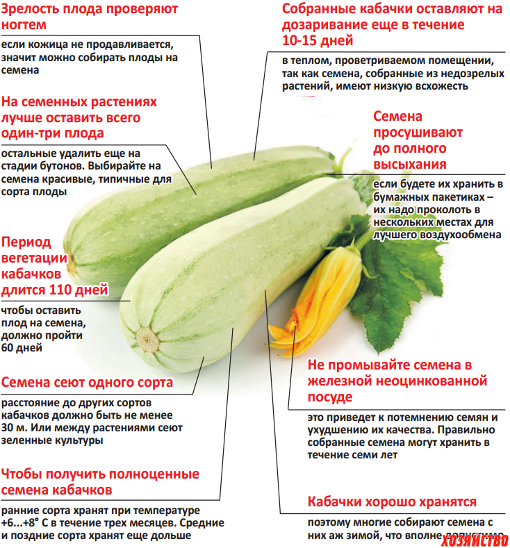 Как выбрать и приготовить кабачок для кормящей мамы?