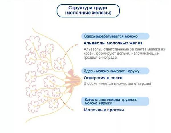 Когда после зачатия начинает болеть грудь?