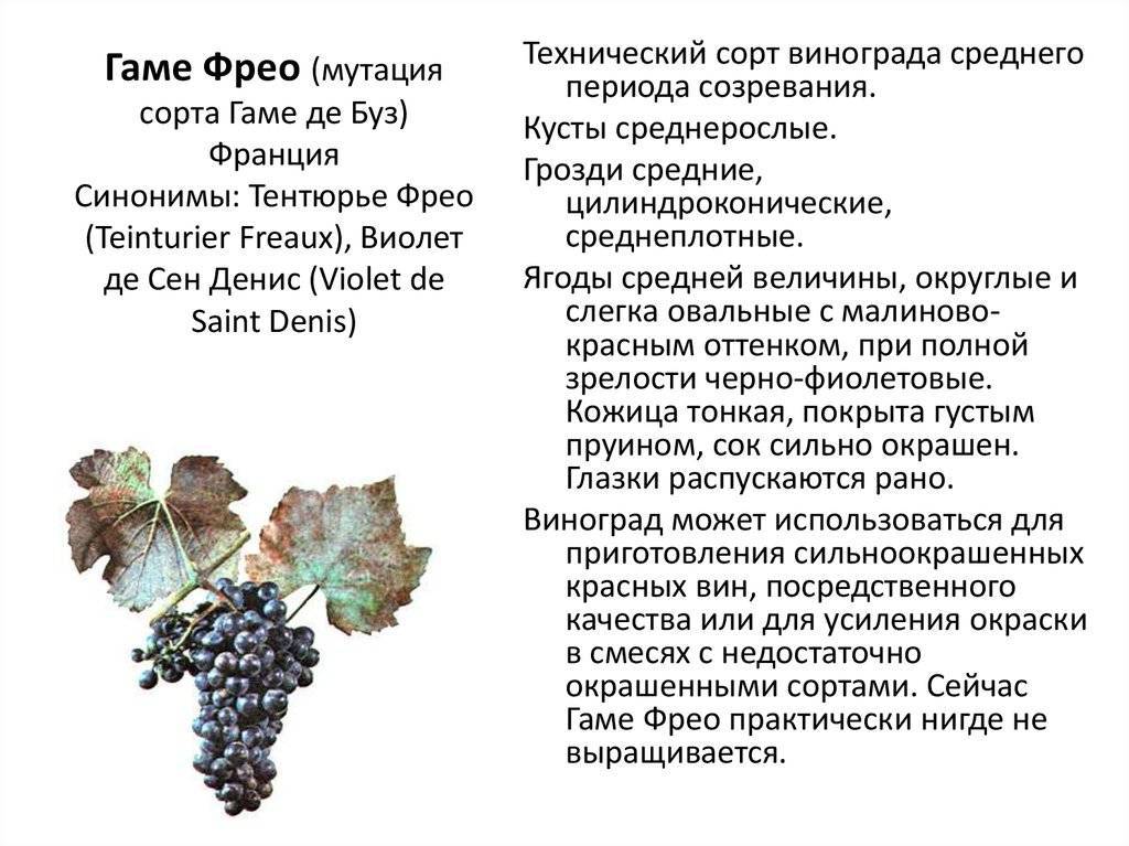 Виноград при грудном вскармливании
