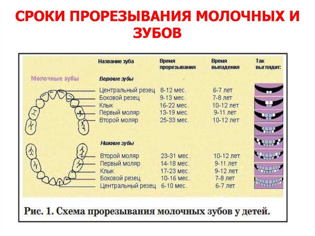 Прорезывание зубов у детей до года: порядок, сроки | последовательность прорезывания молочных зубов у грудничка