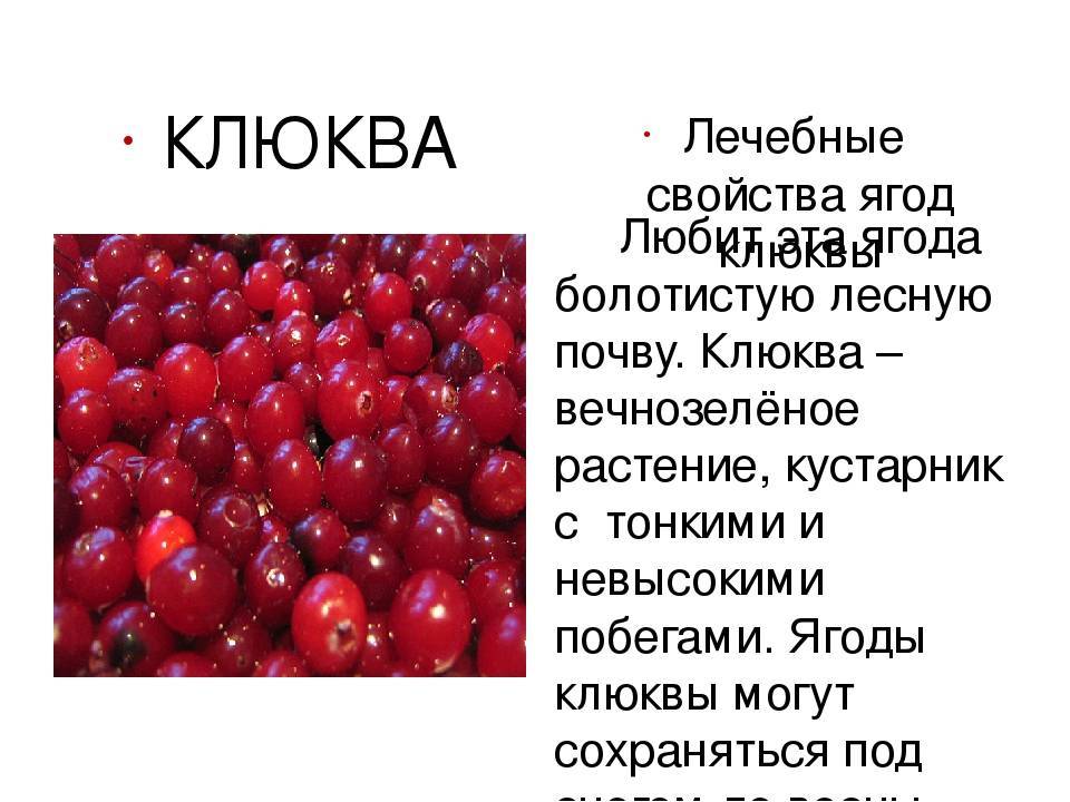 Плодовые ягоды клюква