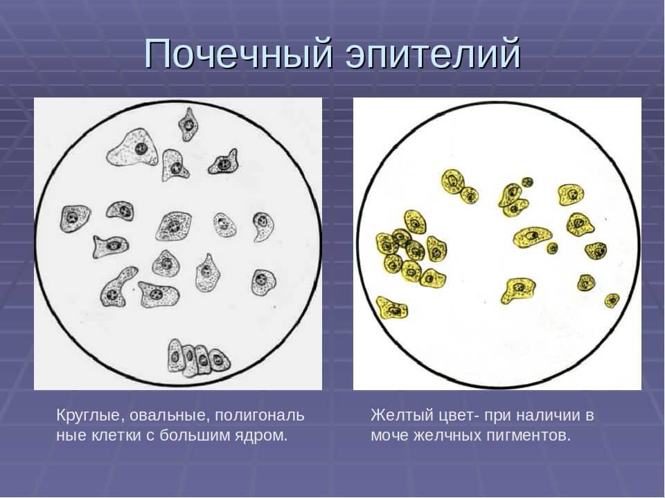 Споры в большом количестве