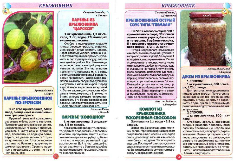 Можно ли кормящей маме крыжовник: личный опыт кормящей мамы