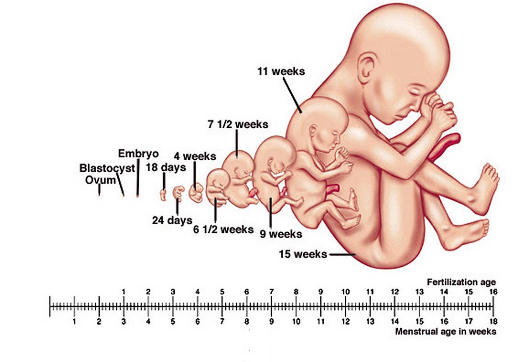 Первая неделя беременности что происходит. Какого размера ребенок в 12 недель беременности. Развитие и размер плода по неделям. Размер ребенка по неделям беременности. Развитие плода по неделям беременности УЗИ.