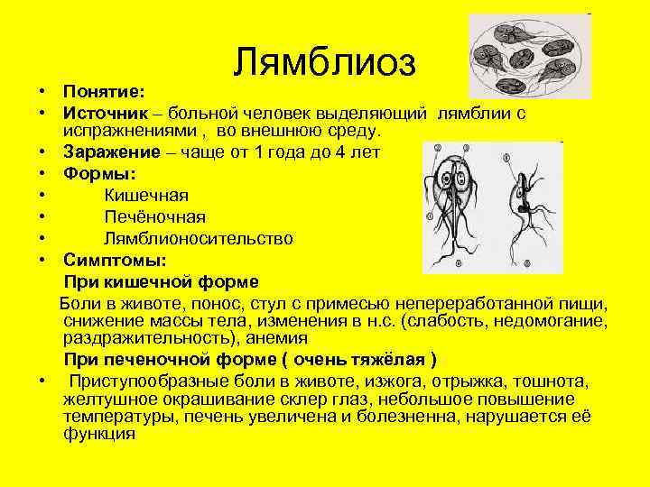 Лямблии: лечение, симптомы, заражение лямблиозом