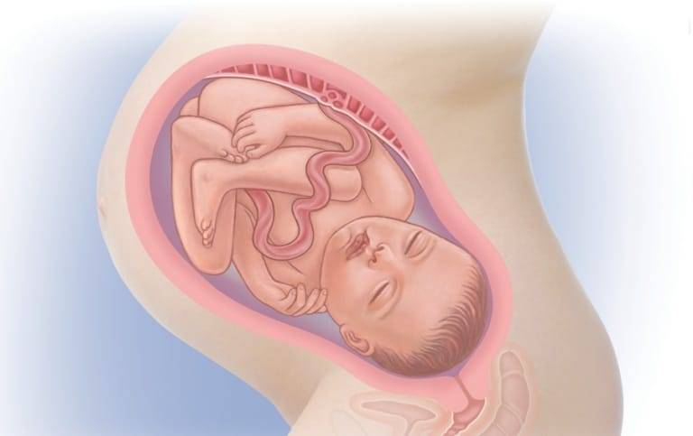 Первая беременность 39 недель беременности. 38-40 Недель беременности плод. Плод на 40 неделе беременности. Расположение ребенка на 40 неделе беременности.